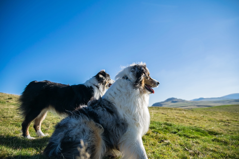 mammal, canine, domestic animals, border collie, grass, no people, day, dogs, 5K, cute, australian shepherd, one animal, mountain, mouth open, animals
