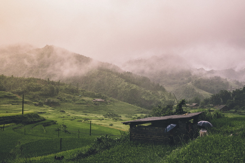field, outdoors, lush, mountain, green, 4K, agriculture, rural scene, tranquility, fog, scenic, sky, foothills, environment, land, farm, tree, plant, mist
