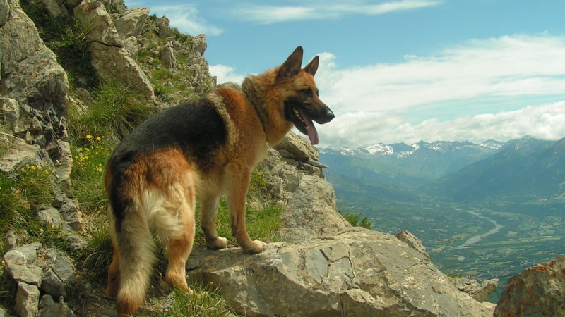 pets, animals, mountains, dogs, German, 1080P, landscapes, shepherd, Gsd, nature