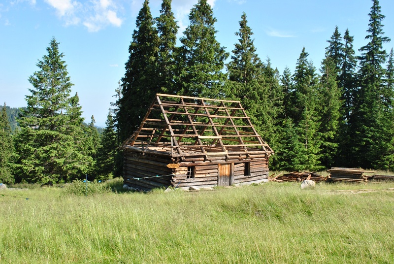 polyana, forest, wood - material, landscape, wood, non-urban scene, land, shepherds hut, tranquility, building exterior, timber, field, day, growth, no people