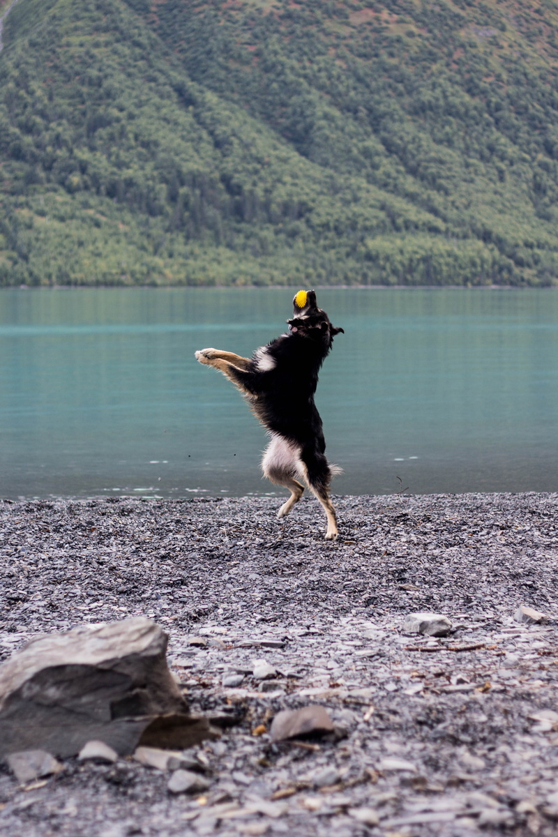 jump, lake, no people, running, near, breed, focus, day, catch, mammal, action, water, domestic, leisure, ball, landscape, fetch, outdoors, tan, dog, jumping