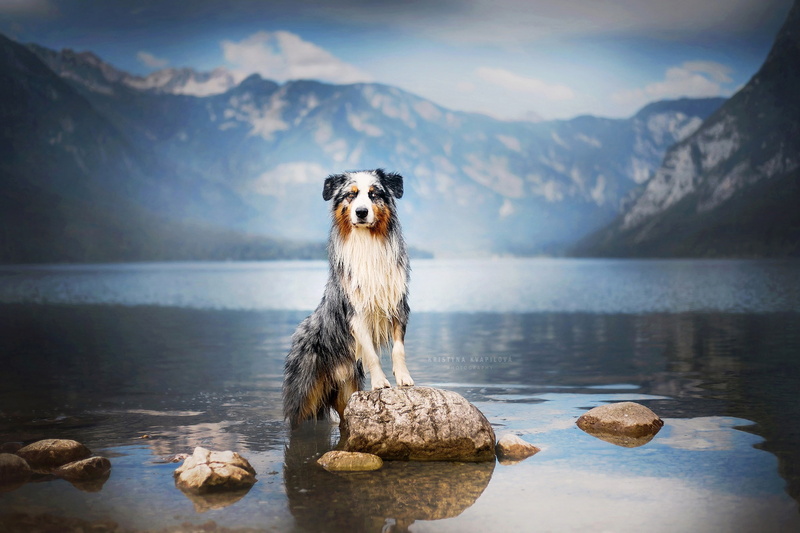 nature, Aussie, mountains, 1080P, stones, lake, Australian shepherd, dog