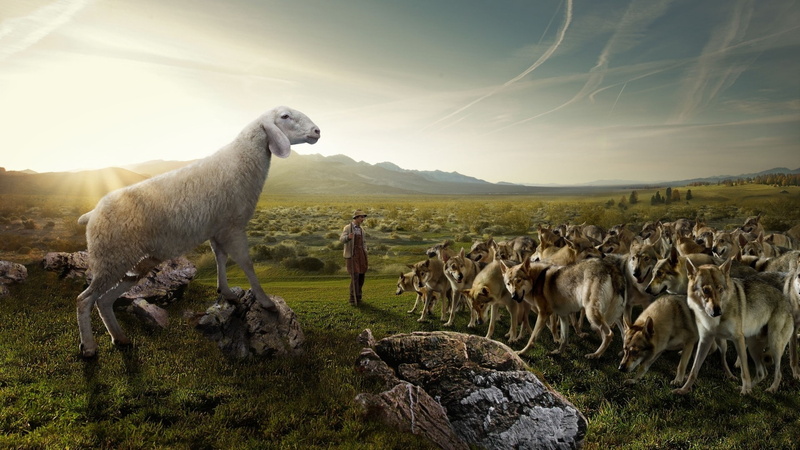 wolf, group of animals, environment, situation, flock, lens flare, mountain, wolves, grass, sky, mountains, land, no people, field, rocks, vertebrate, animal themes