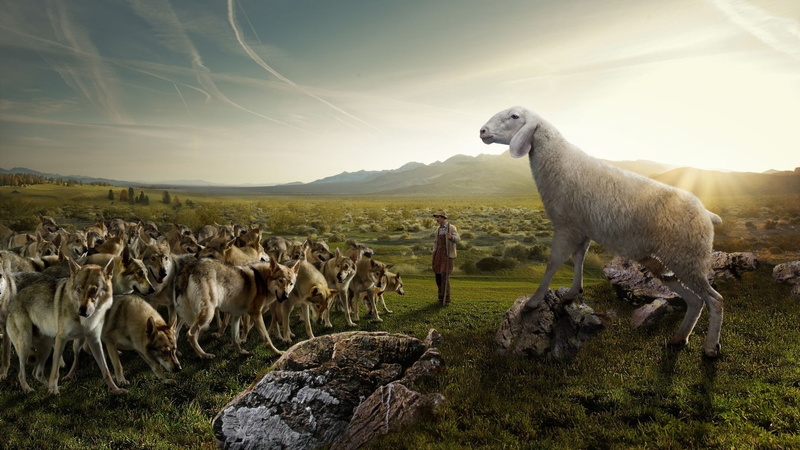 outdoors, vertebrate, herd, sunbeam, animal themes, mountains, sheep, field, domestic animals, group of animals, sky, men, wolf, cloud - sky, no people