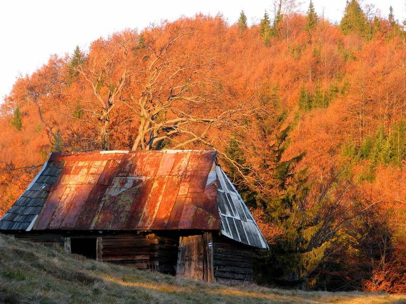hiking trail, 2K, rust, autumn collection, poland, architecture, change, land, outdoors, beskids, growth, beauty in nature, shed, scenics - nature, plant