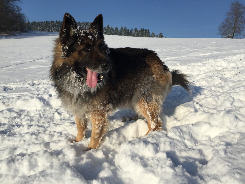 Snow, animal themes, Winter, covering, vertebrate, one animal, no people, german shepherd, 2K, mammal, Schäfer, pets, day, nature, frozen, domestic animals