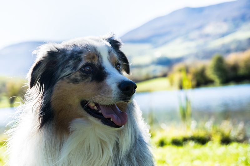 doggie, domestic animal, australian, australian shepherd, nature, looking, focus on foreground, animals, cute, black, animal head, lake, plant, environment