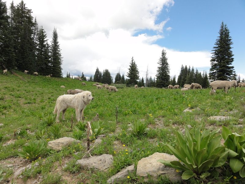 landscape, forest, grass, group of animals, outdoors, mountain, animal, field, scenic, grazing, outdoor, no people, livestock, cloud - sky, environment
