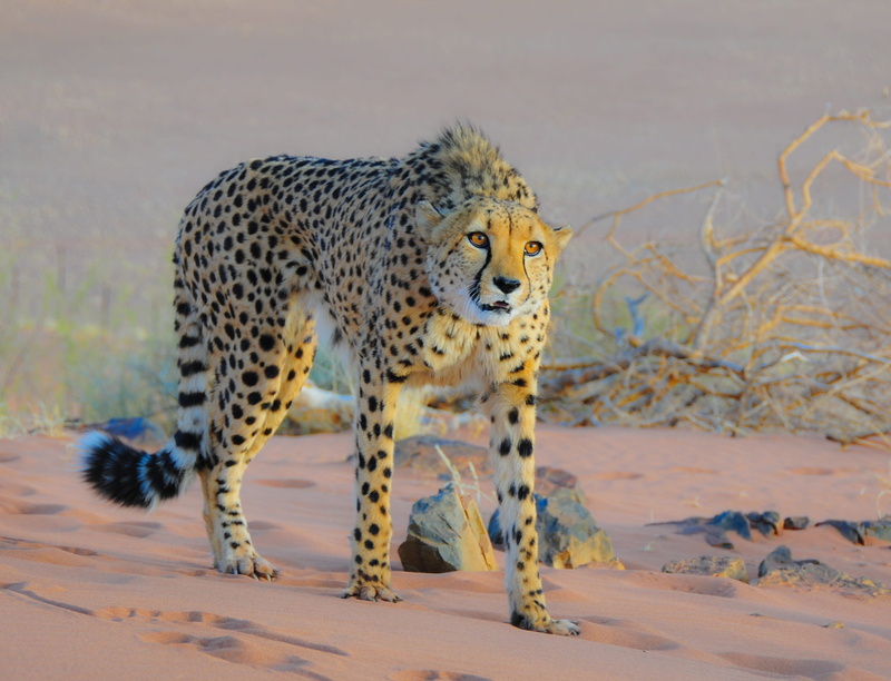 leaves, dayime, mammal, animal themes, acinonyx jubatu, feline, na nkuse, desert, sauvage, spotted, guepard, big cat, undomesticated cat, nature, cat, no people