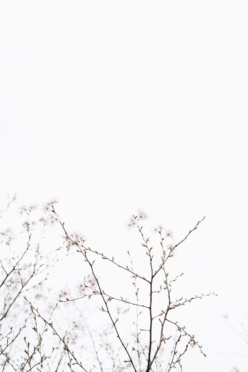 no people, clear sky, plant, fragility, flower, nature, 5K, low angle view, cherry blossom, outdoors, white, cherry, tranquility, twig, blossoms, beauty in nature