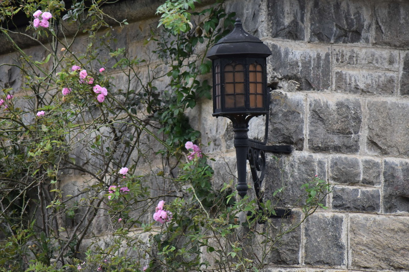 fragility, stone wall, sri lanka, wall, flower, 4K, building, flowering plant, growth, no people, tree, outdoors, nature, wall - building feature, building exterior