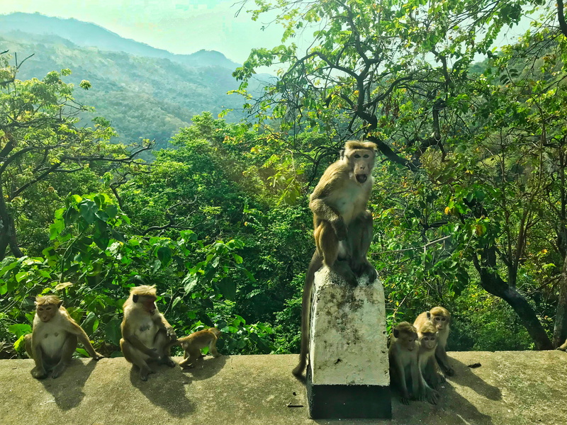 wellawaya-ella-kumbalwela hwy, primate, green color, nature, 4K, animal themes, sri lanka, vertebrate, growth, group of animals, mountain, animal wildlife
