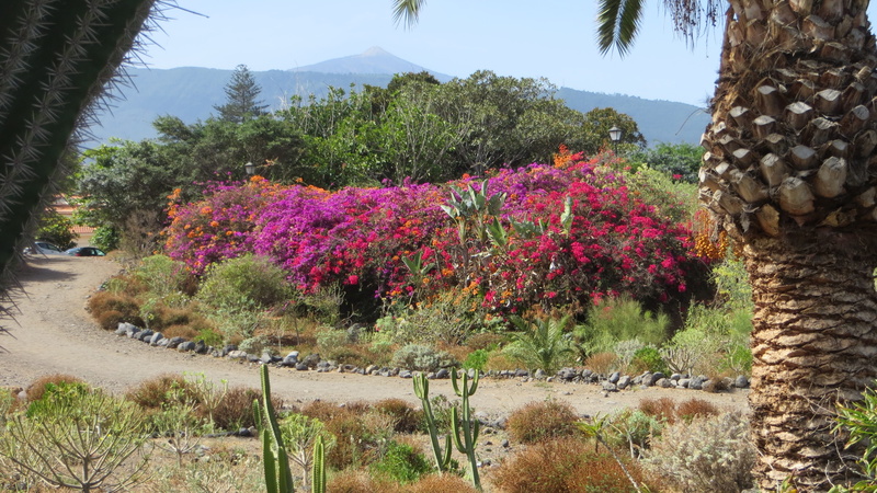 4K, nature, Flowers, park, Tenerife, canary islands, beauty in nature, sky, outdoors, tranquil scene, flowering plant, pink color, field, day, sunlight