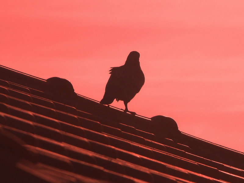 animal, nature, animal themes, animals in the wild, sky, vertebrate, roof tile, Roof, one animal, built structure, corrugated, shilouette, 4K, evening sky