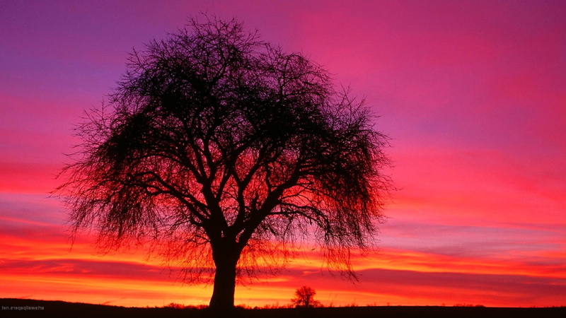 sunset, sky, Shilouettes, 1080P, Trees, nature, landscape