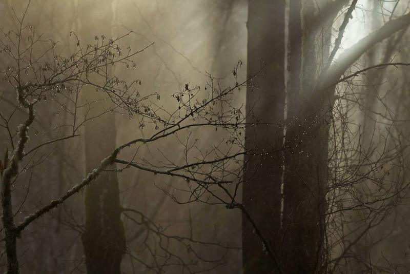 rain, 1080P, tree trunks, branches, tree trunk, tranquility, trees, wet, tranquil scene, washington, forest, plant, focus on foreground, united states