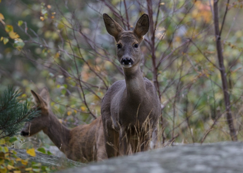 plant, trees, selective focus, looking, göteborg, animals in the wild, haråsgatan, forest, kangaroo, 1080P, herbivorous, day, vertebrate, animal wildlife