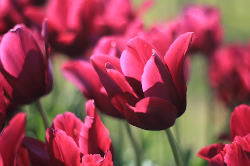 sverige, shot, pink, natur, göteborg, flowerbed, Spring day, plant, beauty In Nature, tilt, sweden, tulips, 5K, springtime, nature, Gothenburg, tilt shot