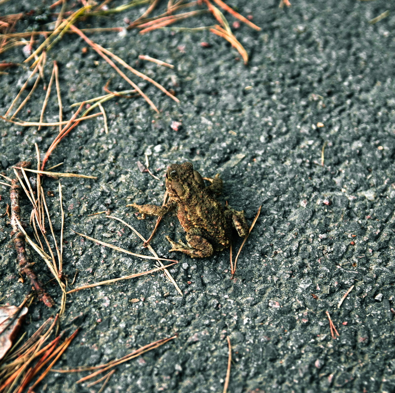 one animal, insect, dry, invertebrate, close-up, ground, high angle view, selective focus, slätta damm hisingsparken, sweden, no people, animal wildlife