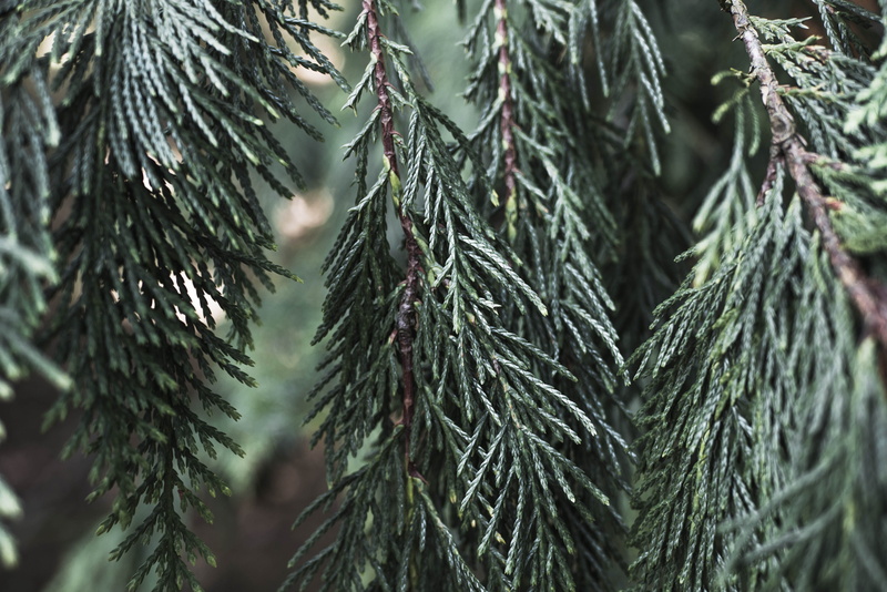growth, close-up, gothenburg botanical garden, selective focus, göteborg, fir tree, pine tree, no people, needle - plant part, 4K, plant, sweden, beauty in nature