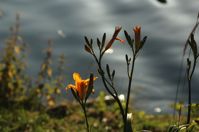Group, Water, Summer, Award, UNITE, Flower, outdoors, beauty In Nature, Gothenburg, 5K, Superb, Bronze, Best, Nature, PHOTOGRAPHERS, plant, VIGILANT, red