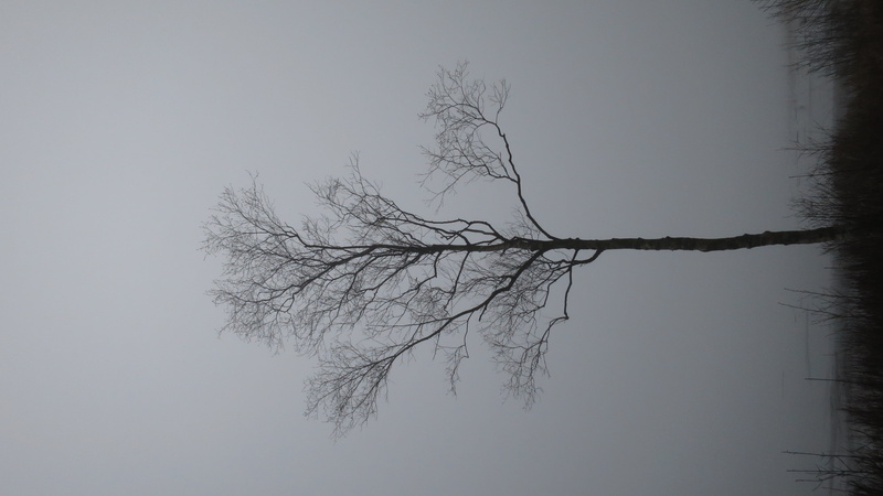 outdoors, 4K, nature, trunk, non-urban scene, tranquility, gothenburg, reflection, bare tree, tree, sky, sweden, delsjön, fog, water, trees, branch, no people