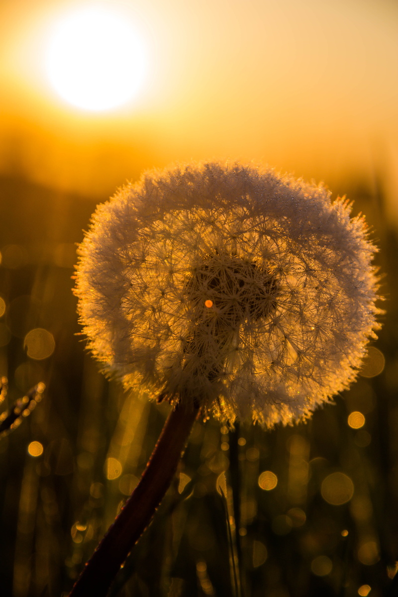 Dandelion, photo, close-up, close, season, sunset, countryside, Söderslätt, Morning light, yellow, dawn, summer, springtime, sunrise, beauty In Nature