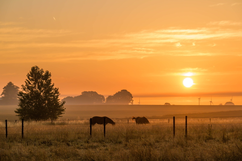 lens, s18, meadow, iso_speed, nature, grass, camera, 90 mm, tree, animal, focal_length, landscape, sunrise, horse, sunrise - Dawn, cloud, 5K, Söderslätt