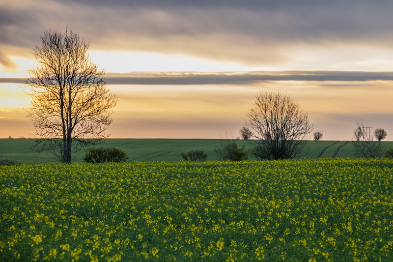 rape seed, geo:location, cloud - Sky, 5K, ƒ / 5, fält, f/3.5, exif, ef, farm, träd, Söderslätt, model, landskap, Yellow fields, tree, lens, camera, 760d