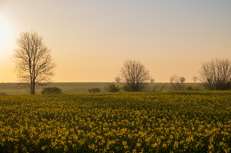 760d, trees, s18, camera, farm, landskap, nature, agriculture, mm, Söderslätt, tree, aperture, sky, countryside, state, f/3.5, geo:location, city, geo