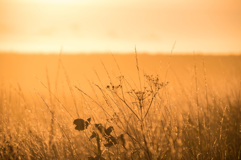 landskap, gold Colored, sun, depth, depth of field, summer, mist, fog, landscape, photography, beauty In Nature, sunrise, countryside, nature, Söderslätt