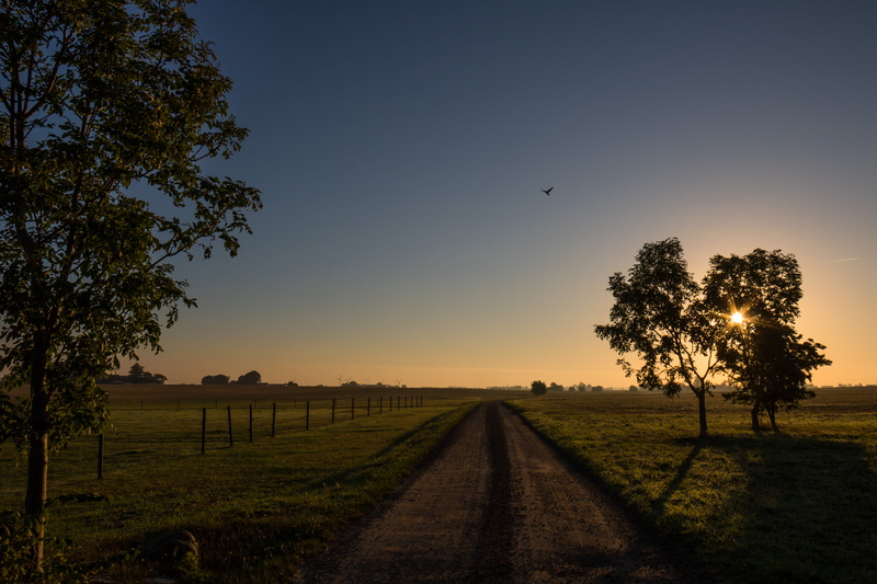 landskap, f/3.5, Söderslätt, city, sunflare, mm, fågel, bird, rural Scene, agriculture, model, farm, camera, landscape, road, outdoors, geo, träd, state