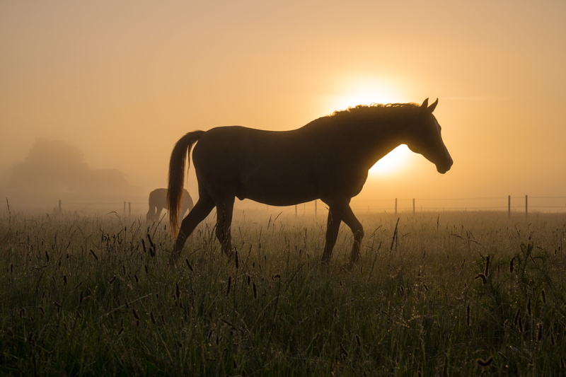 nature, Söderslätt, rural Scene, silhouette, city, ƒ / 10, meadow, grass, mare, canon eos, landskap, horse, Mist, camera, häst, landscape, iso_speed, mane