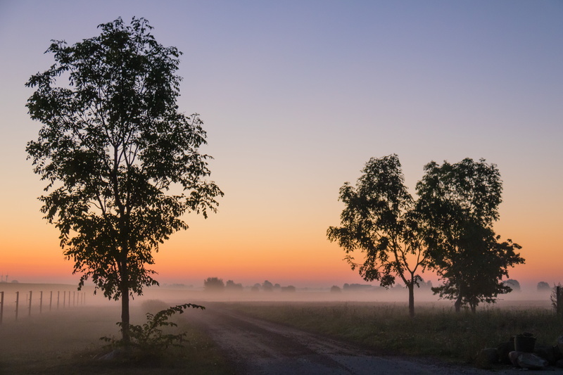animal, dawn, häst, geo:location, 40 mm, landskap, ƒ / 4, 5K, aperture, camera, outdoors, tree, canon eos, exif, nature, sun, rural Scene, s18, landscape