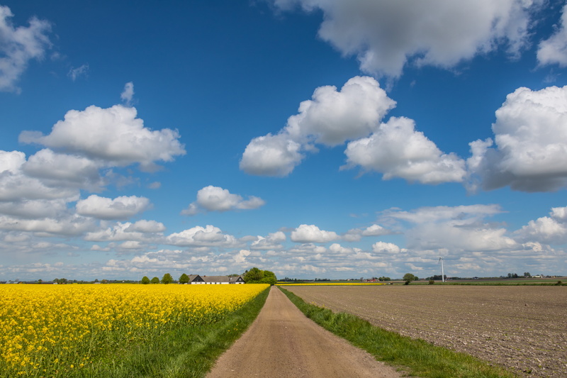 state, Country Road, field, yellow, nature, summer, exif, 5K, canon, canola, agriculture, rape seed, focal_length, s18, blue, ef, countryside, Raps, camera
