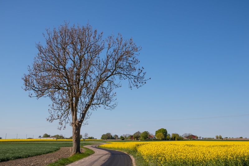 blue, nature, petaled, väg, Country Road, landskap, Torp, field, 5K, Söderslätt, sky, bare, tree, agriculture, yellow, rural Scene, brown, landscape, Raps