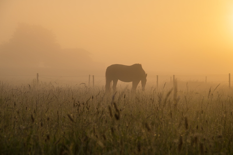 model, landskap, häst, city, landscape, nature, lens, ef, exif, meadow, geo:location, 5K, geo, iso_speed, countryside, Mist, animal, sunrise, Söderslätt