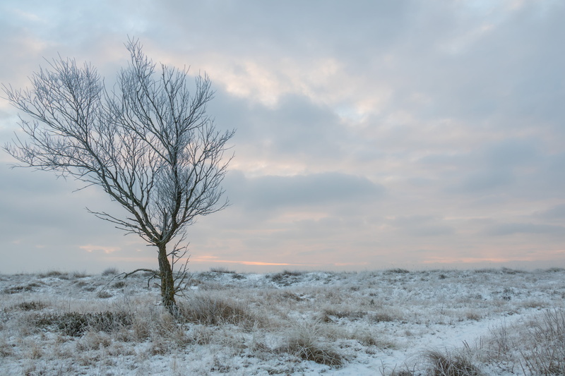 bare Tree, cold - Temperature, s18, season, landscape, geo:location, nature, geo, branch, sky, state, mm, träd, Alone, brown, outdoors, 760d, ice, winter