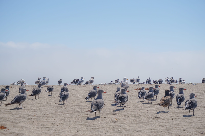 animals in the wild, beach, nature, land, large group of animals, animal, california, bird, sky, eua, vertebrate, group of animals, animal wildlife, animal themes