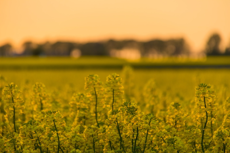 flower, petal, oilseed Rape, summer, landscape, fält, rural Scene, Raps, agriculture, field, farm, canola, nature, plant, Söderslätt, landskap, Sunset  yellow