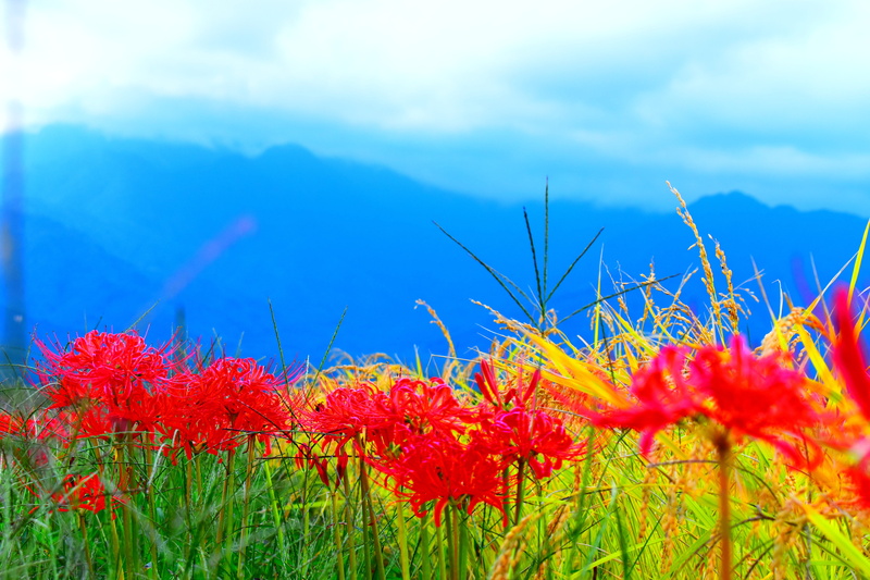 flower, green color, amaryllis, close-up, no people, day, nagano, cloud - sky, outdoors, vulnerability, growth, frower, northern alps, beauty in nature