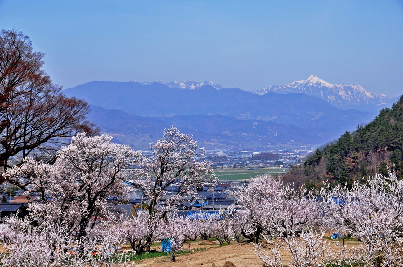 landscape, snow, cherry blossom, cherry tree, flower, flowers, mountain range, tree, beauty in nature, northern alps, 2K, outdoors, no people, environment