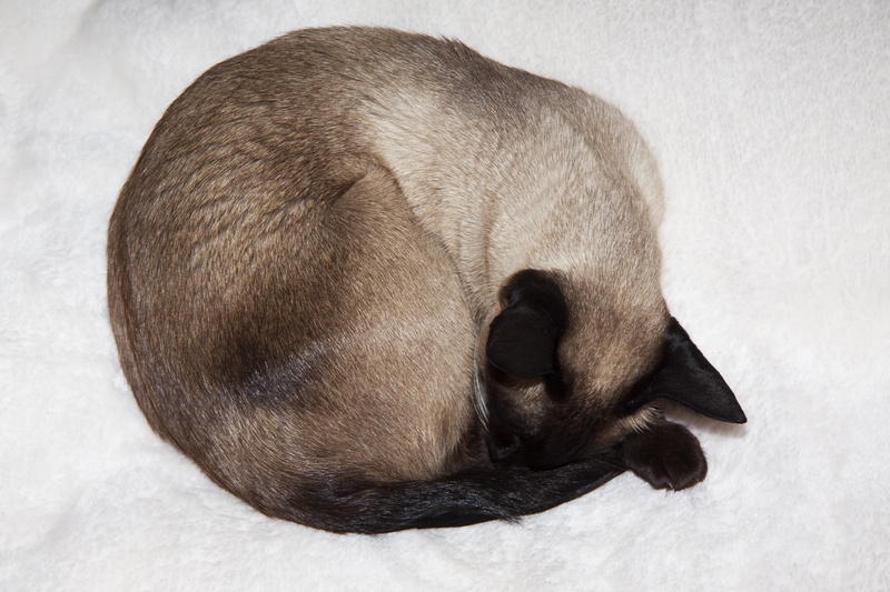 one animal, animal themes, animal wildlife, no people, small, animal, domestic animals, relaxed, security, lying, resting, close-up, relaxation, brown