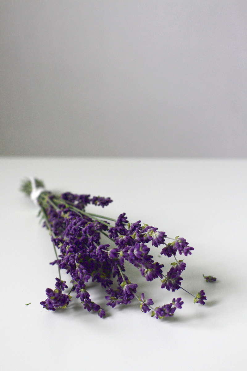 still life, lavender, 5K, white, blossom, fragrant flower, nature, no people, close, simplicity, purple, plant, fragrance, flowering plant, surface, gray background