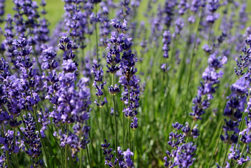selective focus, fragrant, lilac, nature, aromatherapy, petal, lavender Coloured, medicine, flowers, bee, purple, gardening, countryside, inflorescence