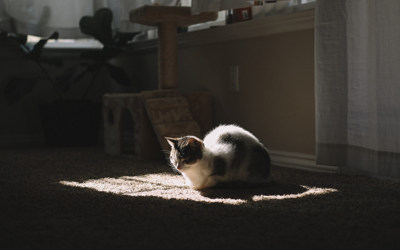 day, domestic, relax, creature, pets, lying down, relaxation, white, one animal, animal themes, home interior, pet, sleep, indoors, sun, shadow, patch