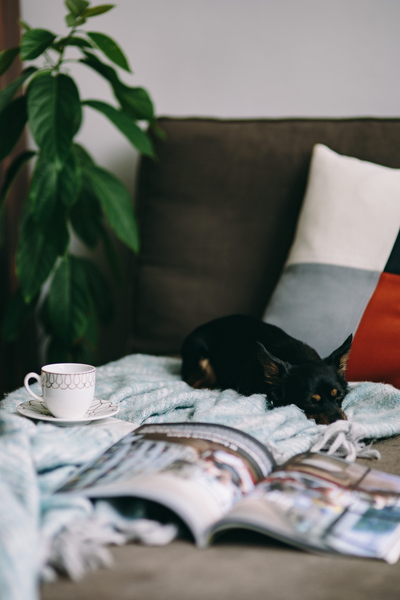selective focus, one animal, puppy, the media, animal themes, book, cat, pillow, crockery, furniture, time, cute, feline, animal, relax, 5K, read, home Interior