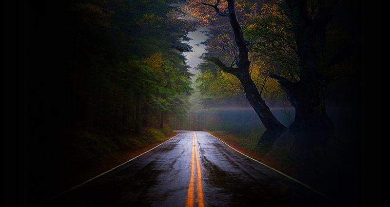 no people, rain, tree, the way forward, foggy, misty, direction, beauty in nature, reflection, damp, dark, barren, hazy, forest, weather, vanishing point