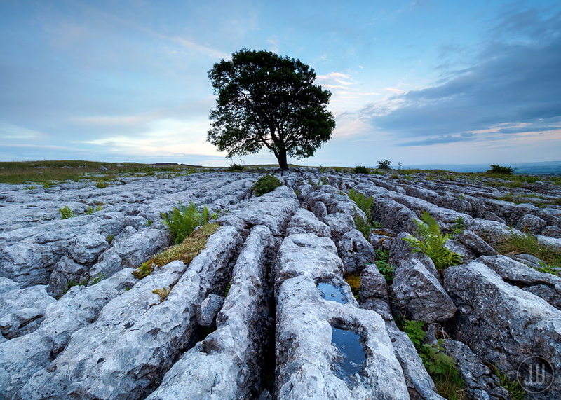 photography, Lone Tree, Malham, landscape, sky, Ash, Evening, nature, tree, M.7, Cloudy, Yorkshire Dales, green, 480P, Whitesmith, Puddle, scenics, Lee FIlters