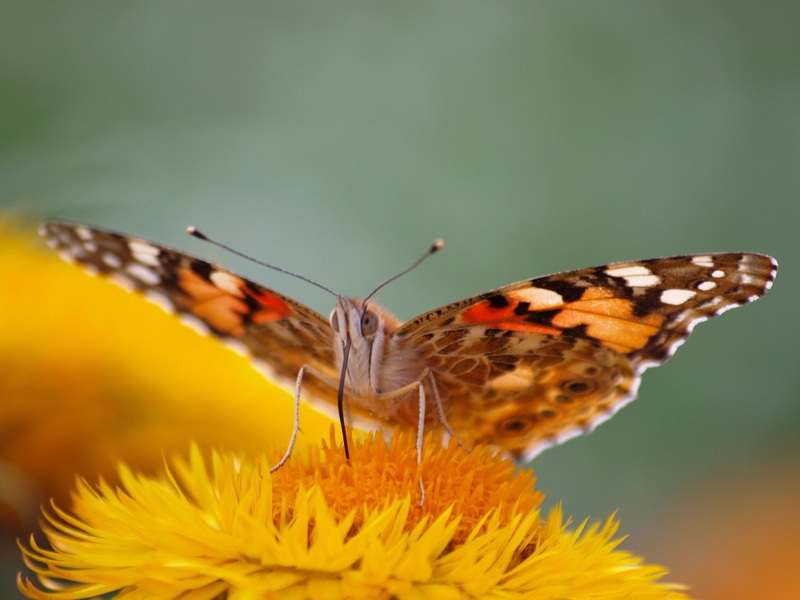 close-up, Monarca, freshness, no people, Flor, animal wildlife, insect, plant, invertebrate, butterfly, animal themes, one animal, nature, fragility, outdoors